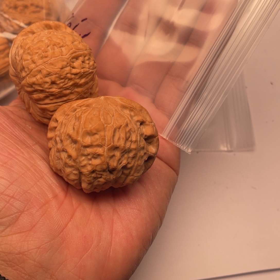 核桃手串/手链121