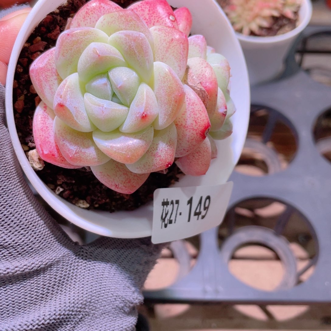 花利美27-148冰玉
