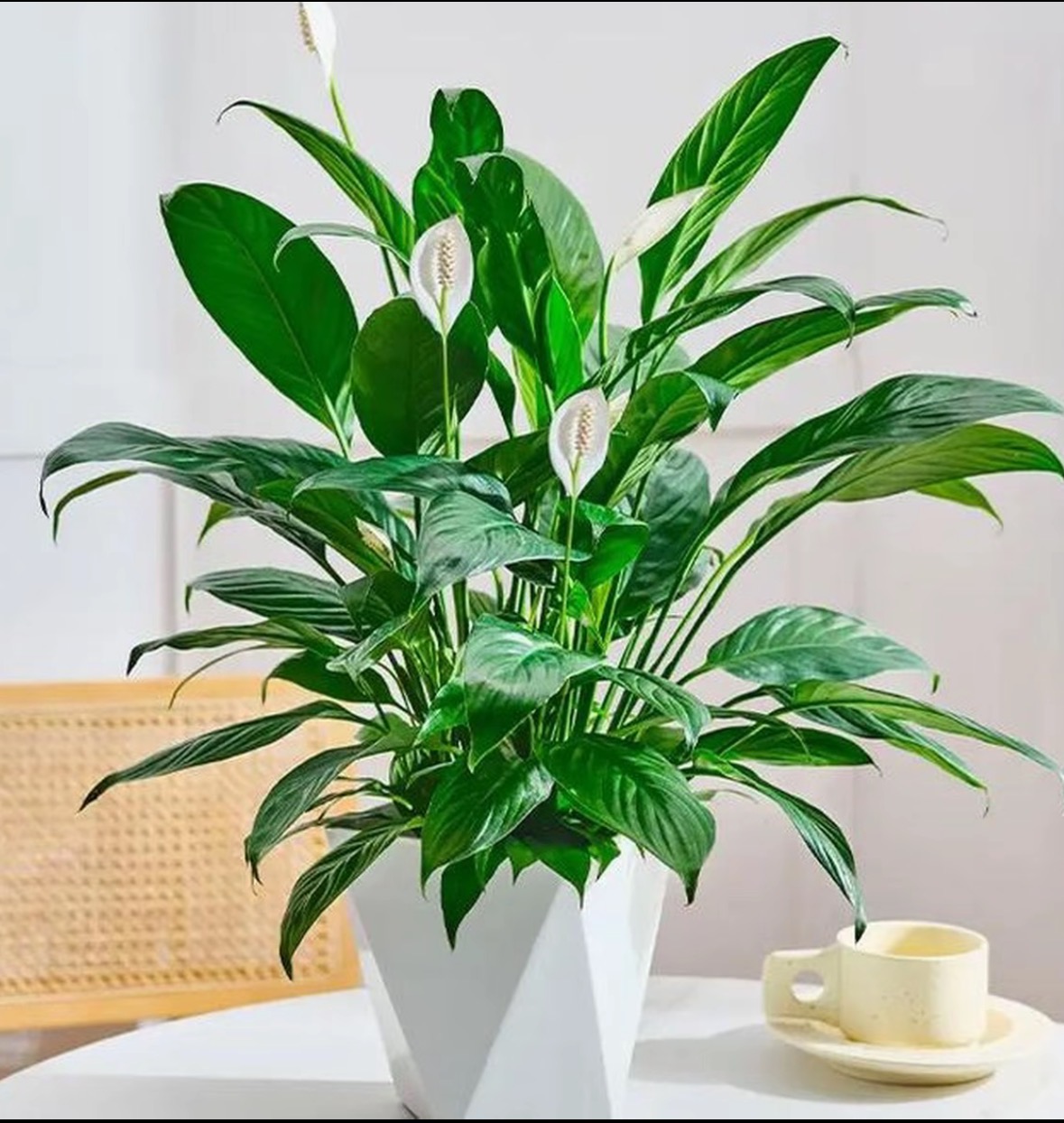 白掌一帆风顺水培四季开花年宵花卉绿植物盆栽水培白掌室内客厅