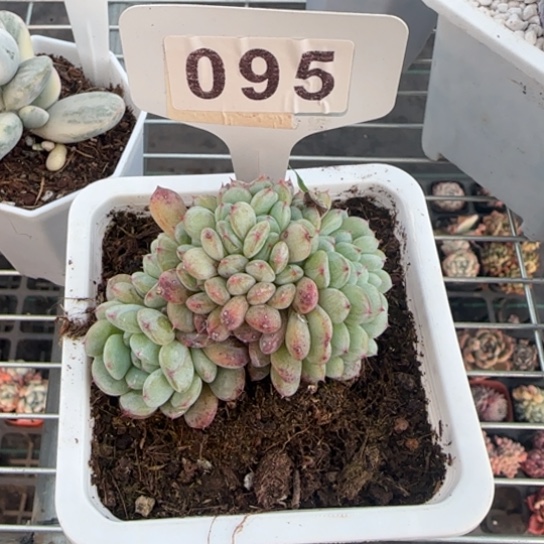 96白胖子缀一物一拍多肉