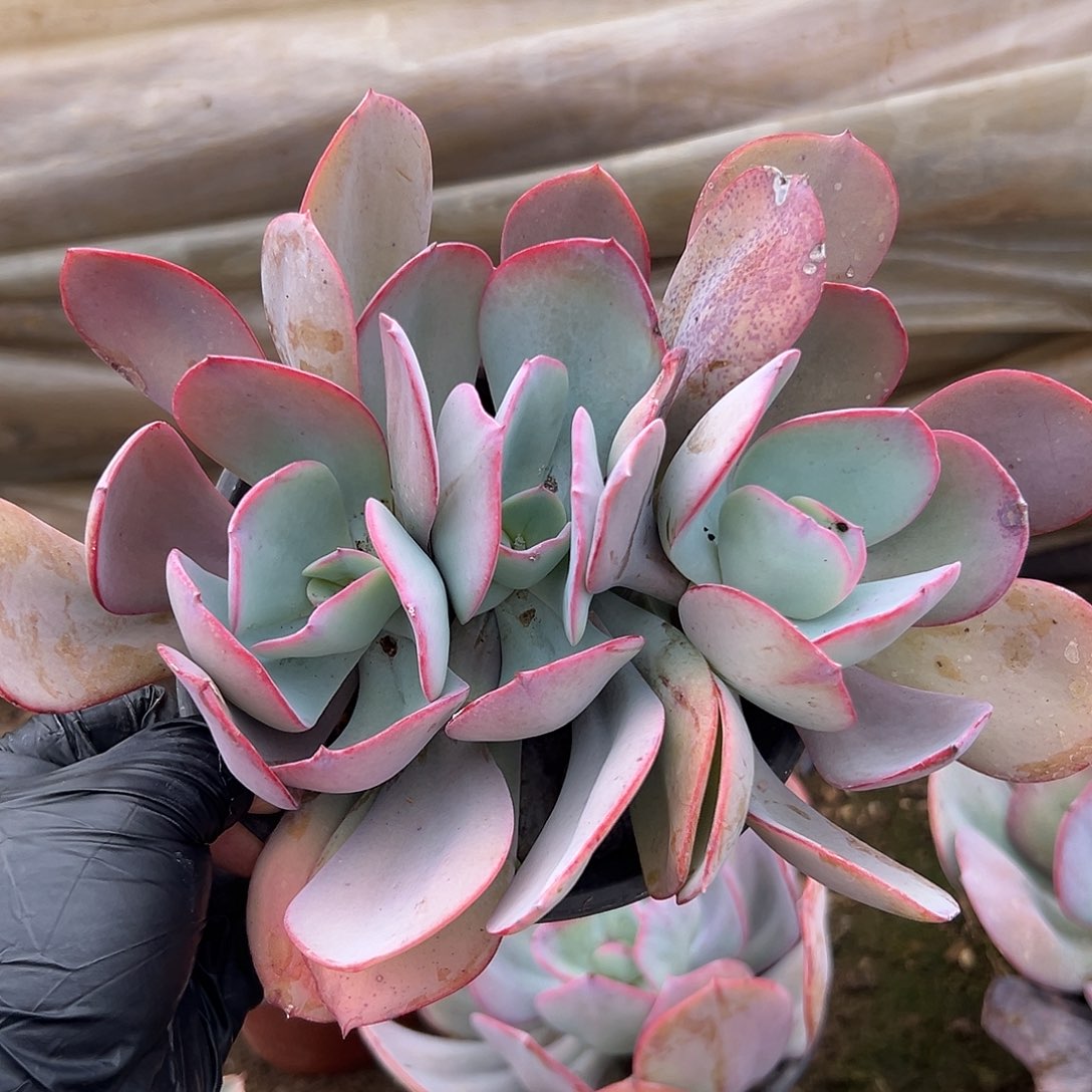 多肉植物布鲁克林蓝