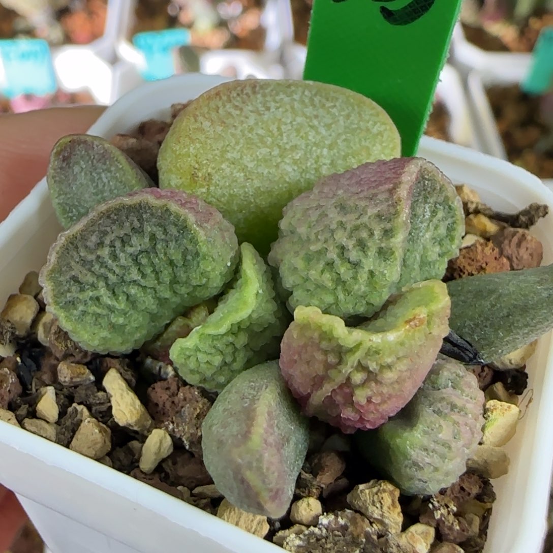 编号503底叶插，四方盆发