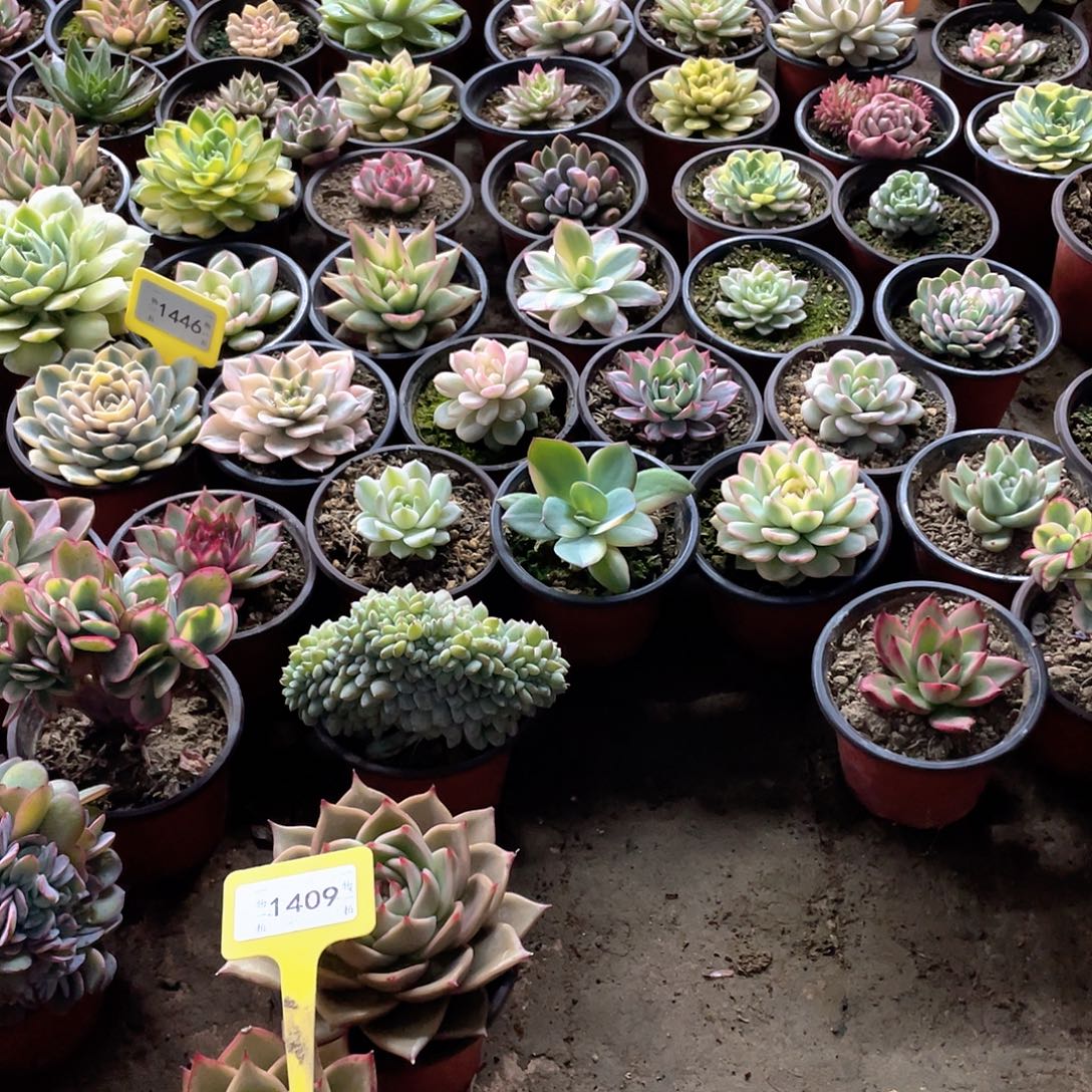 棠***°1409两个一组多肉