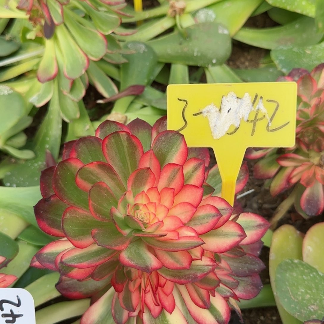 3-1342---多头多肉植物