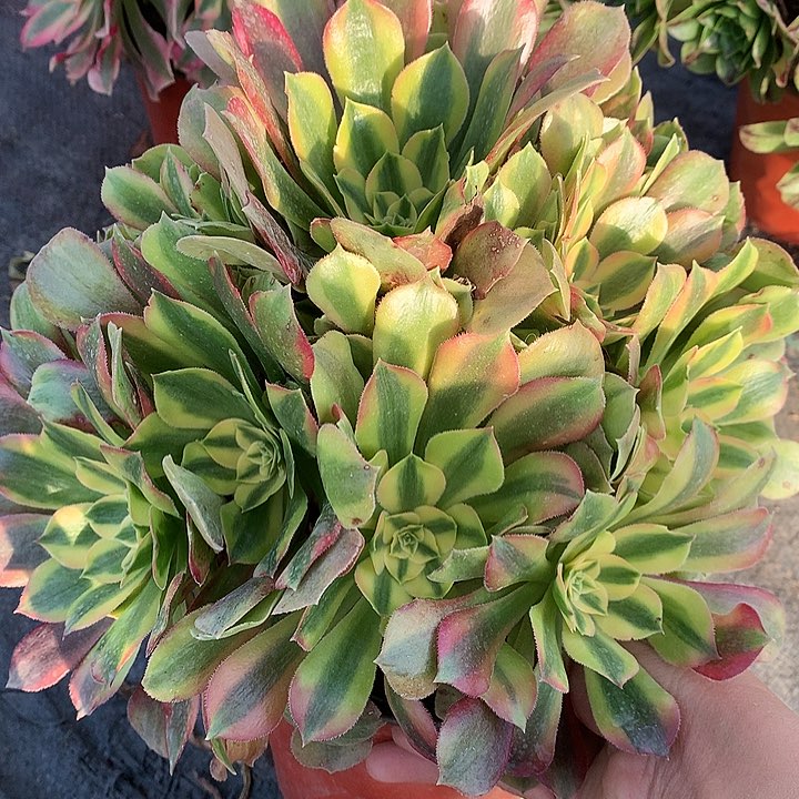 618红袖多肉植物