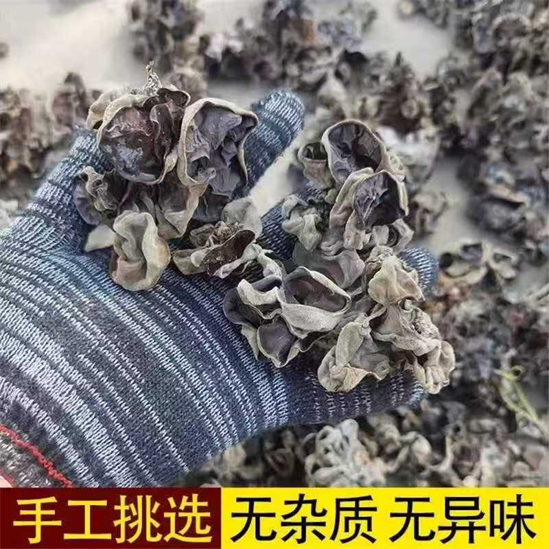 【净重一斤】头茬木耳干货白背脆木耳肉厚适合火锅食材 鹿茸菇
