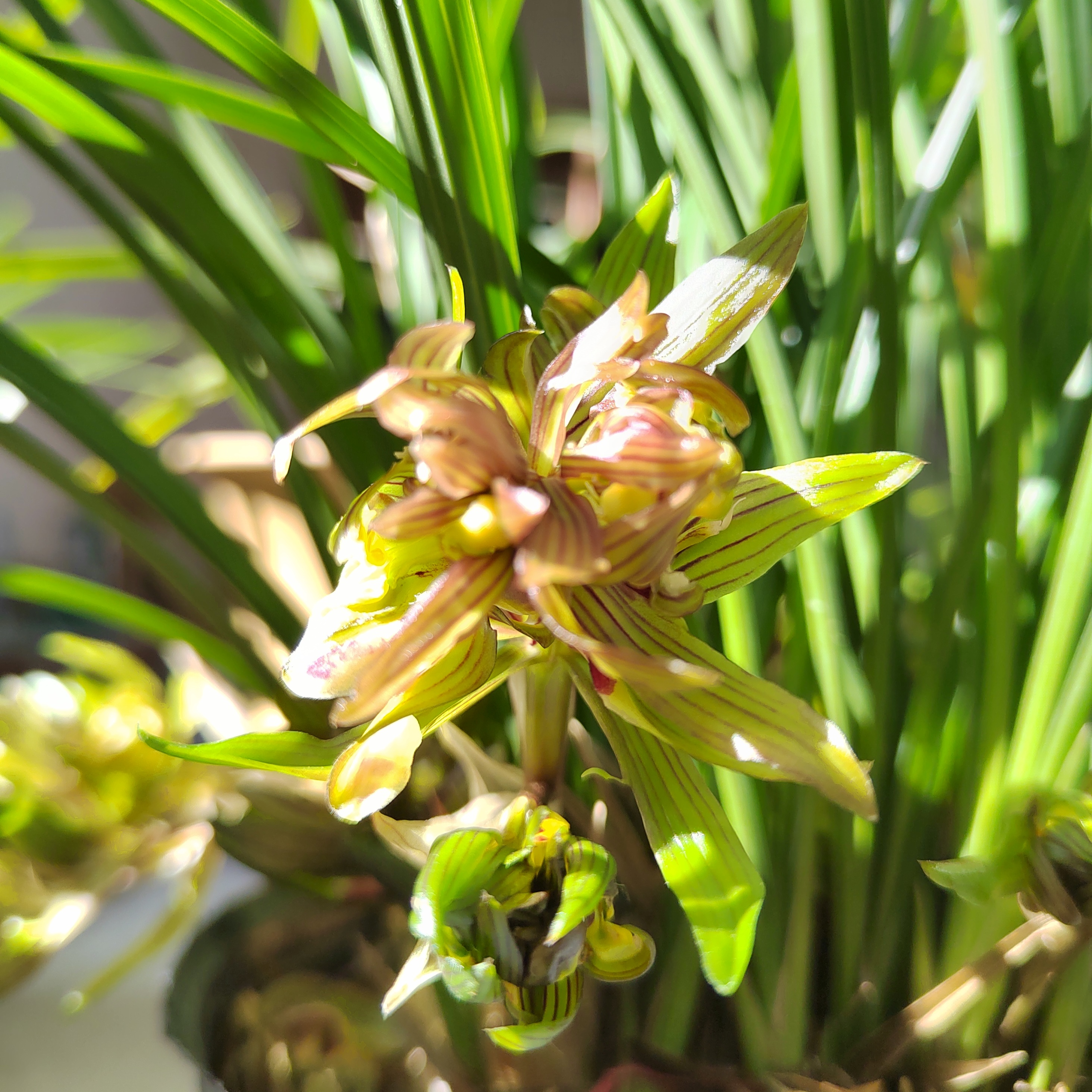 中华牡丹红花开菊瓣奇花浓香带花苞大盆