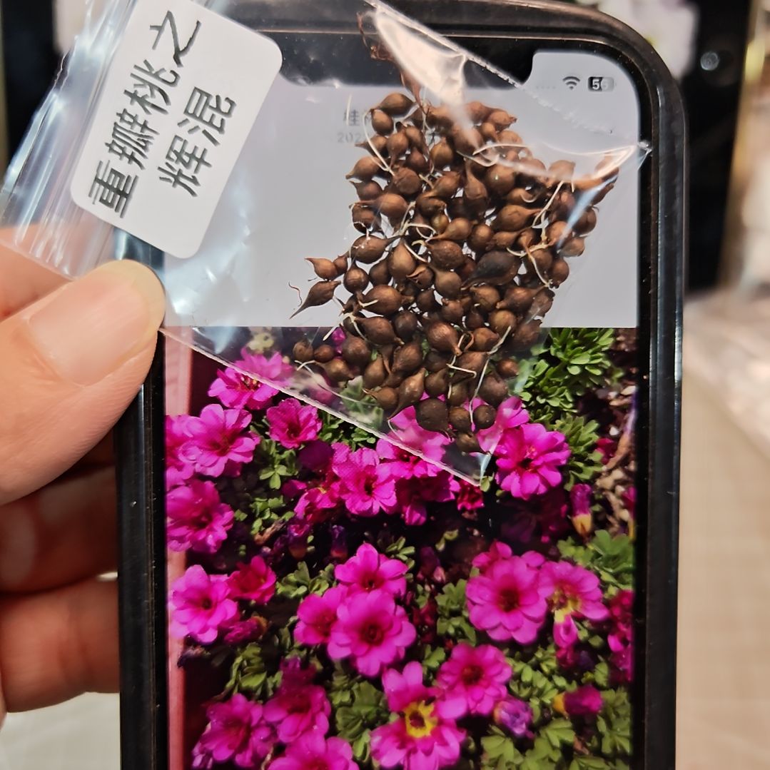 酢浆草早花重瓣桃之辉混