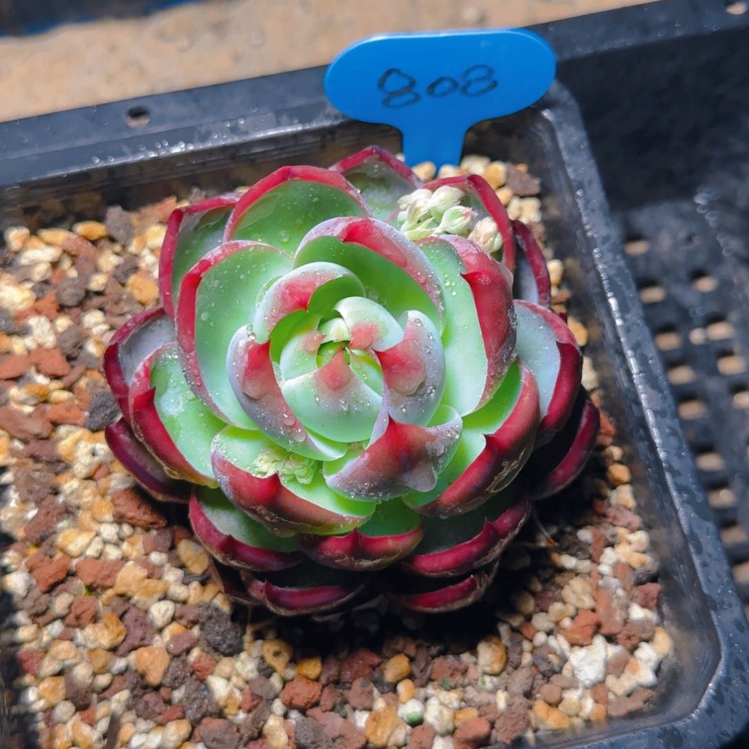 惊鸿仙子一物一拍808号