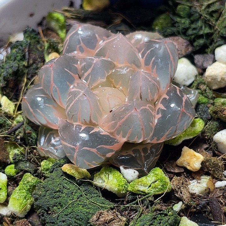 H*** 615紫粉糊斑水中月锦