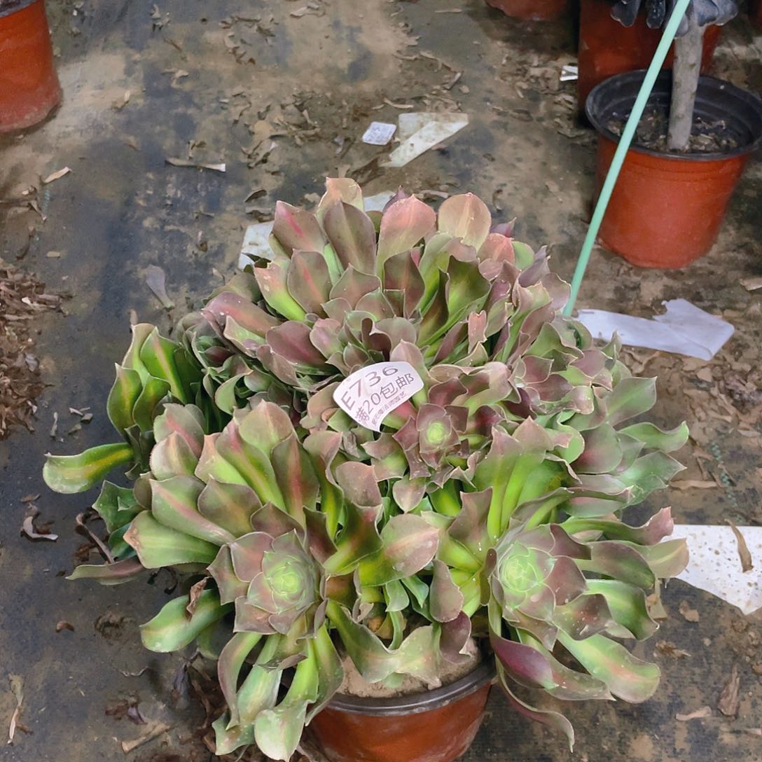 736胭脂多肉法师