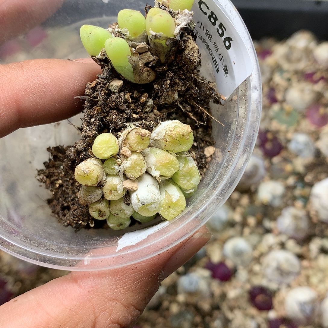 C856多肉植物保护