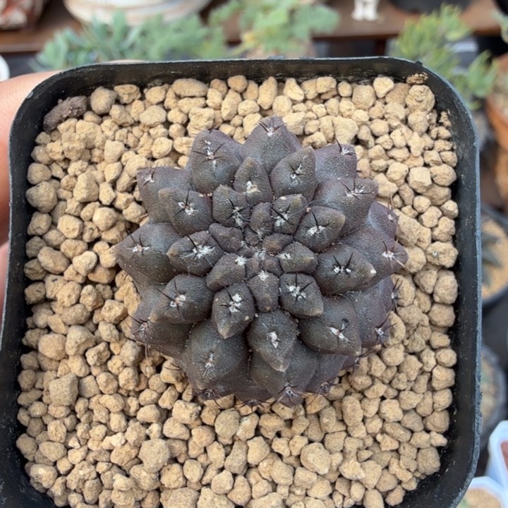 豹头1343 （满28包邮）