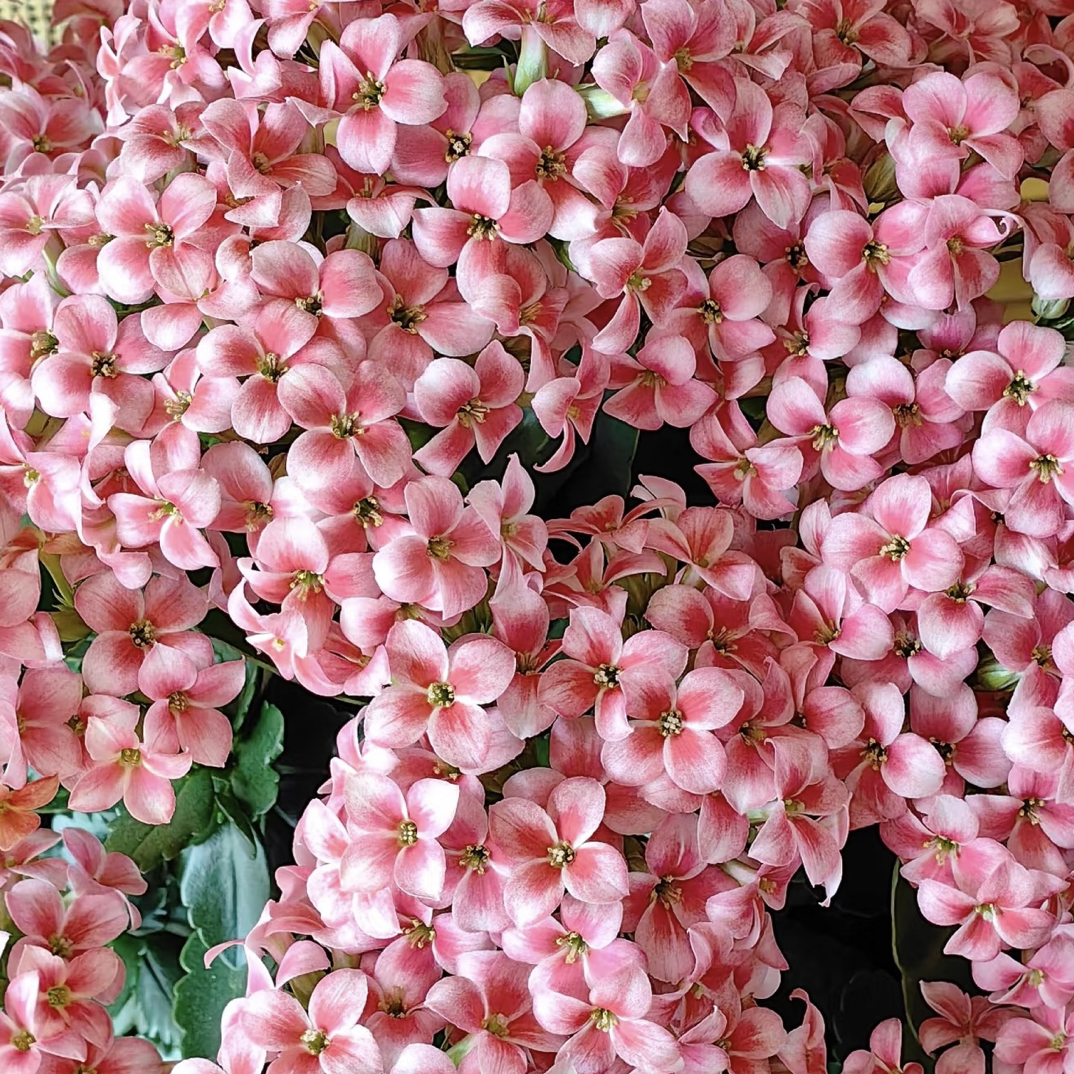 【史莱克】110盆长寿花