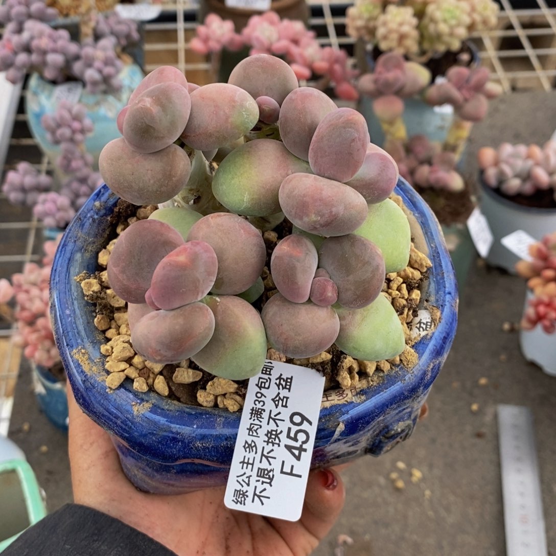 芒果奶酪459/9c m