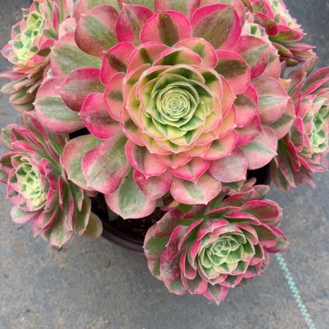 多肉植物万白锦。