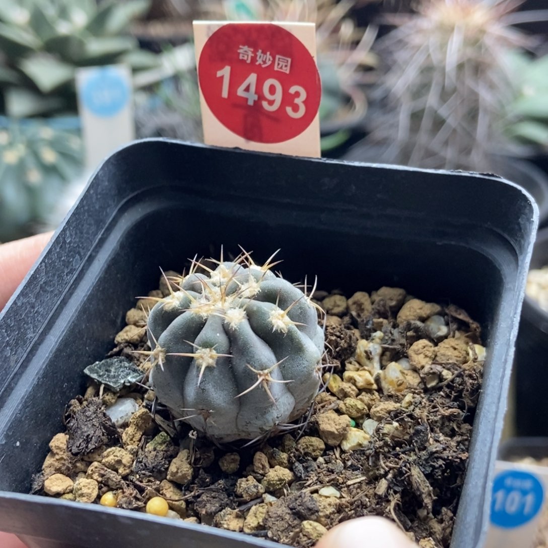 实生山上蜡阿寒玉2.7cm
