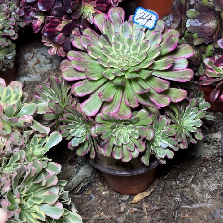 多肉植物紫嫣法师24