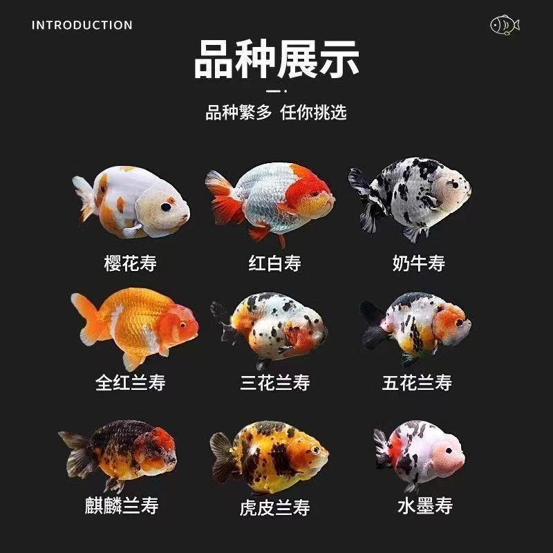 活体兰寿金鱼只包活到家