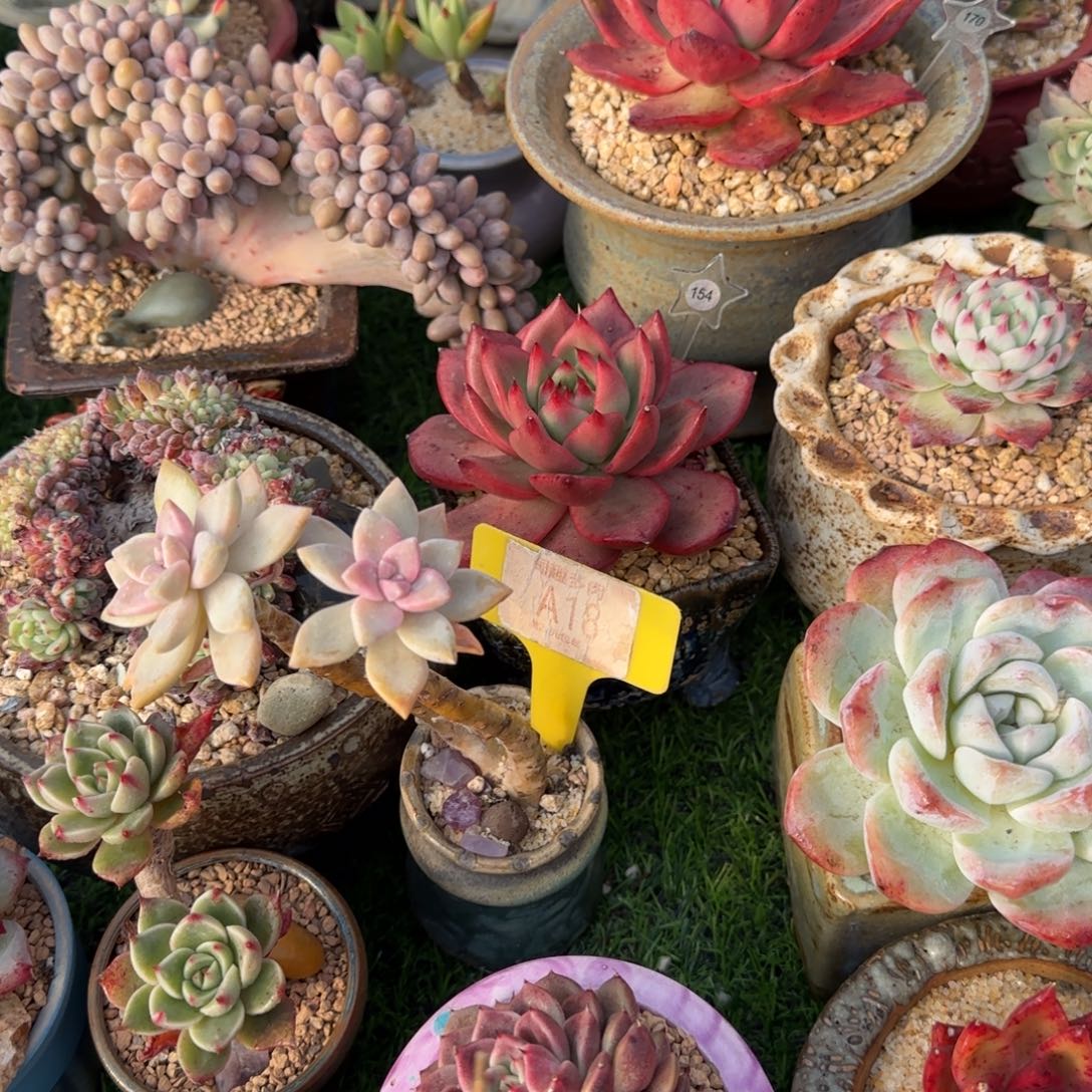 喂***魏多肉植物淡血老庄啊