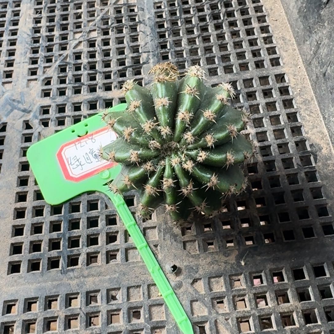 我***n绿童仙子彩草侧芽一颗