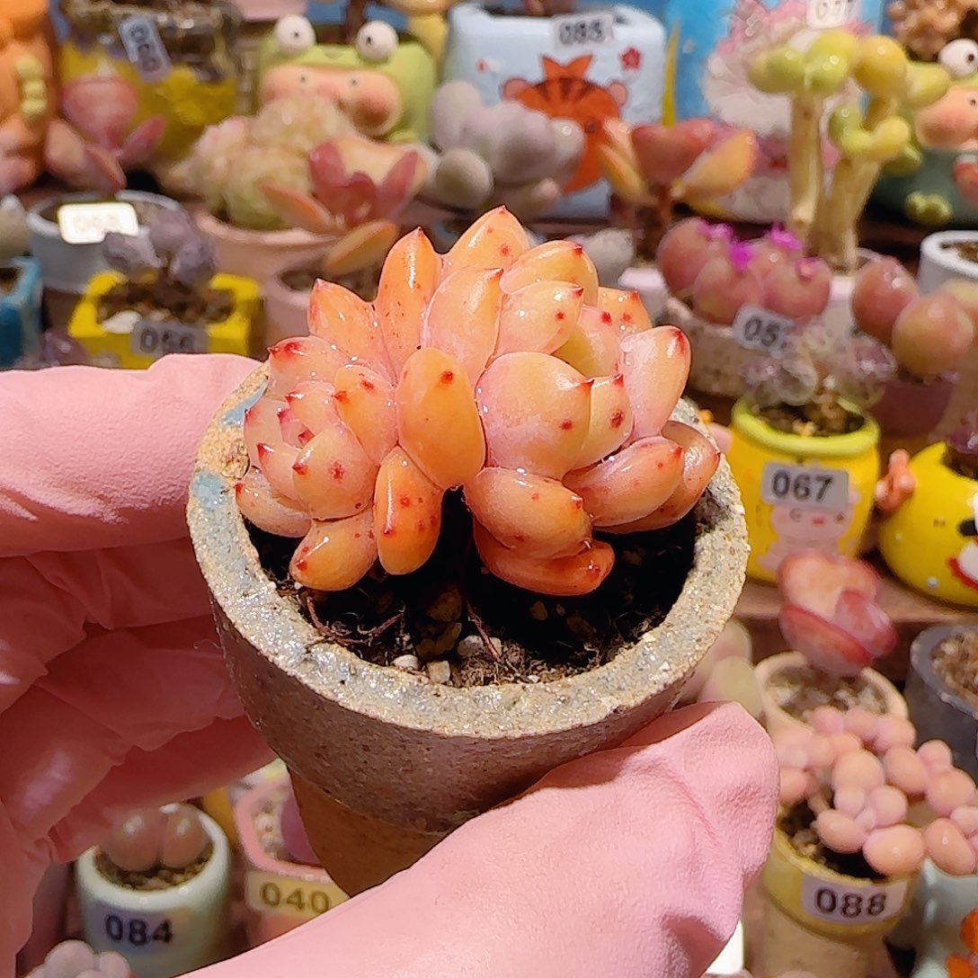 J***ST橙梦露盆3cm，+5颗蟠桃盆口4cm