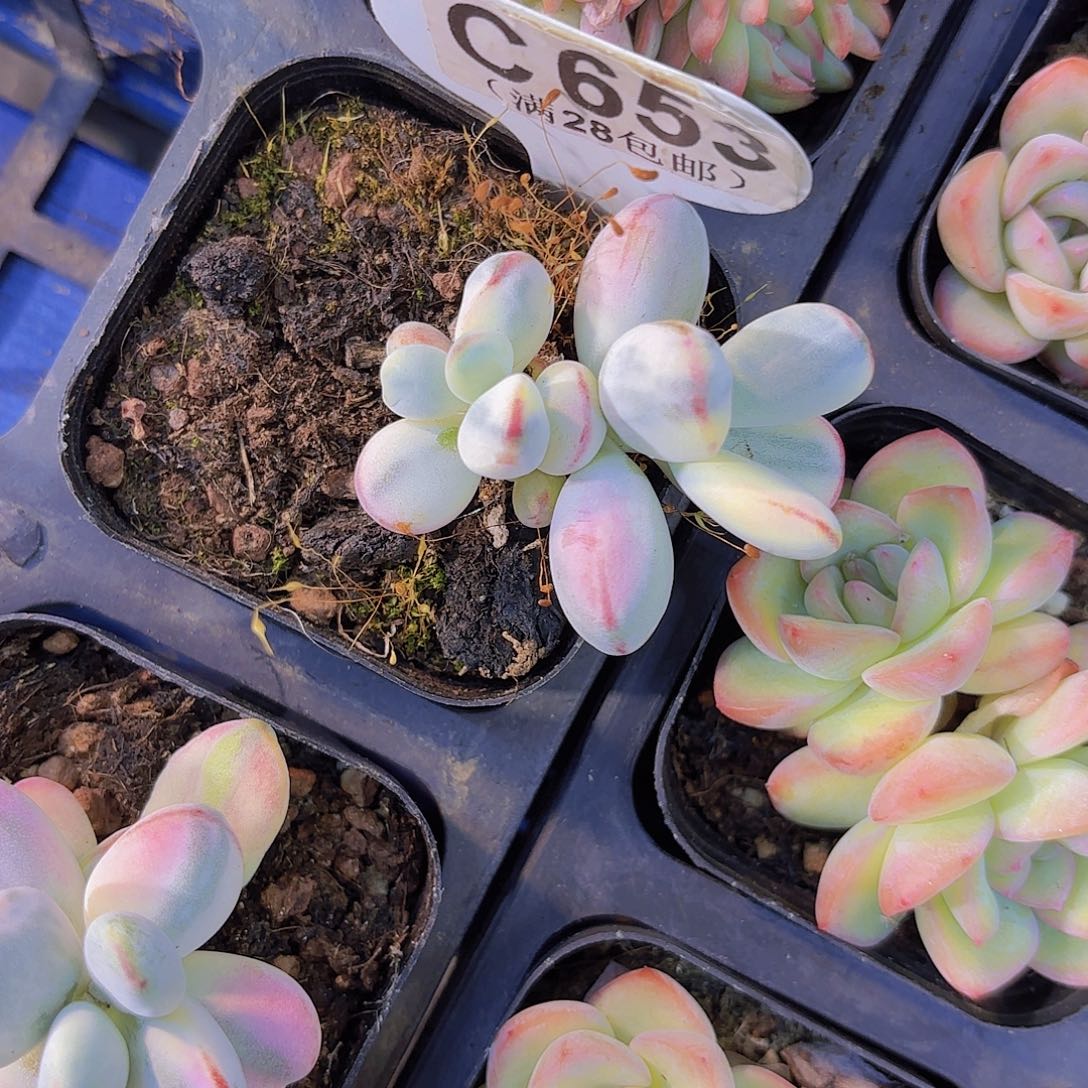 C653乒乓锦一物一拍