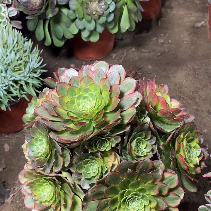 多肉植物法师奶白23