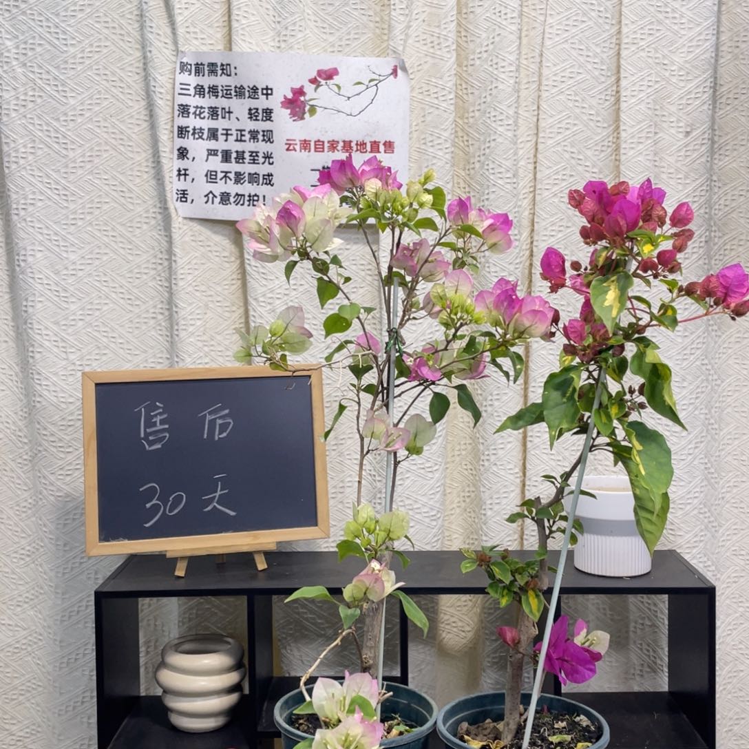 全部花朵金心双色+绿樱