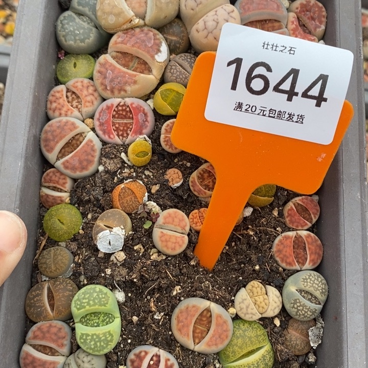娜****子1644生石花小苗长