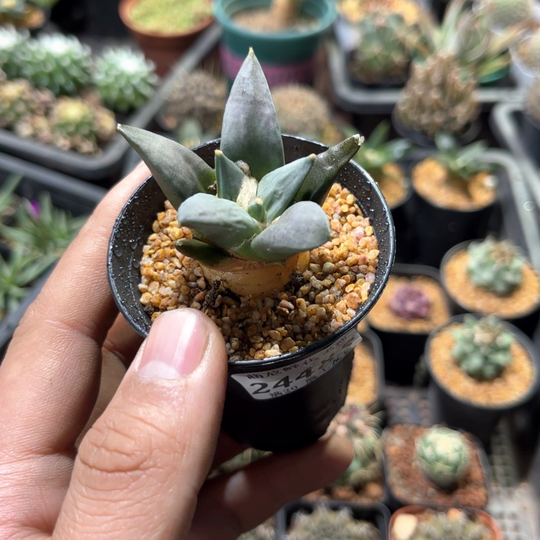 24485一物一拍单头发货岩牡丹