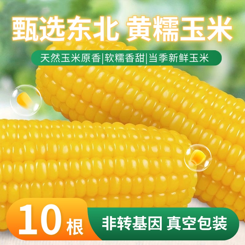 【2025新头茬】黄糯玉米10根*250g软糯香甜真空锁鲜苞米早餐营养