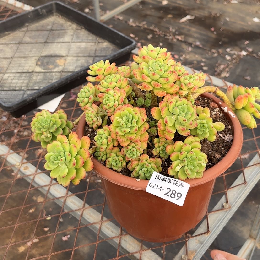 同温层多肉香格里拉289