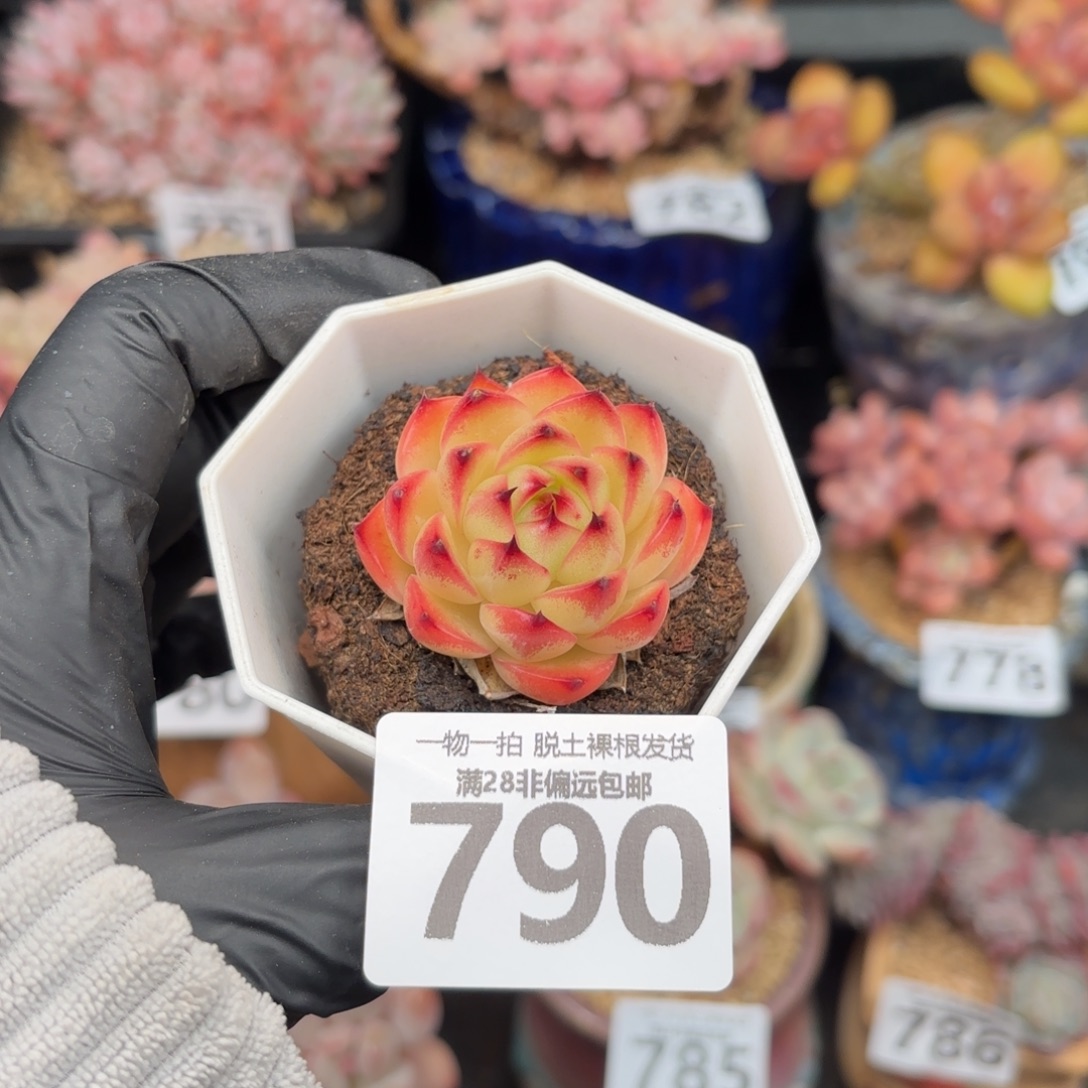 月亮石无盆土发货