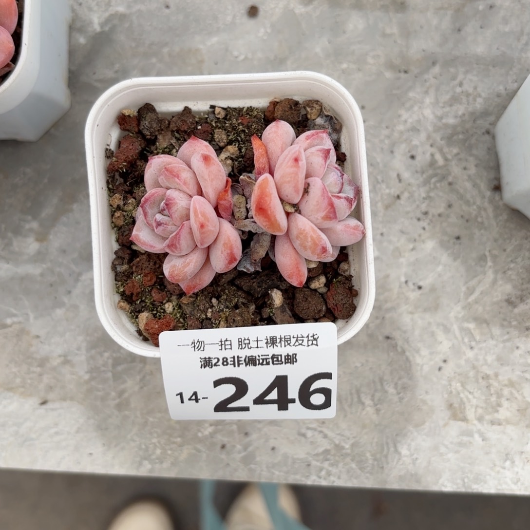 星星雪多肉多肉多肉