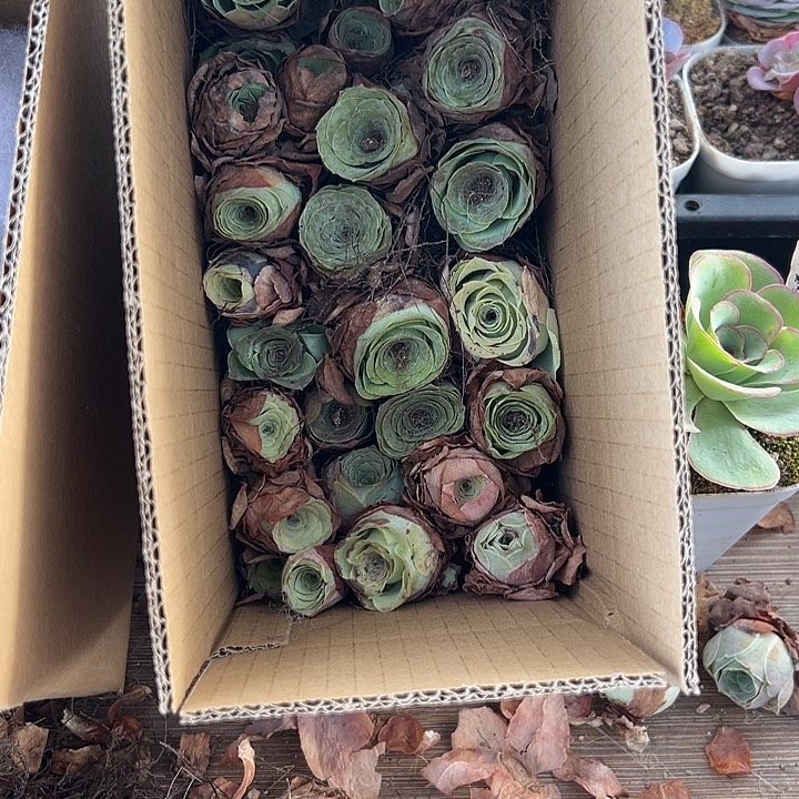 苗苗山地玫瑰多肉2厘米量拍08