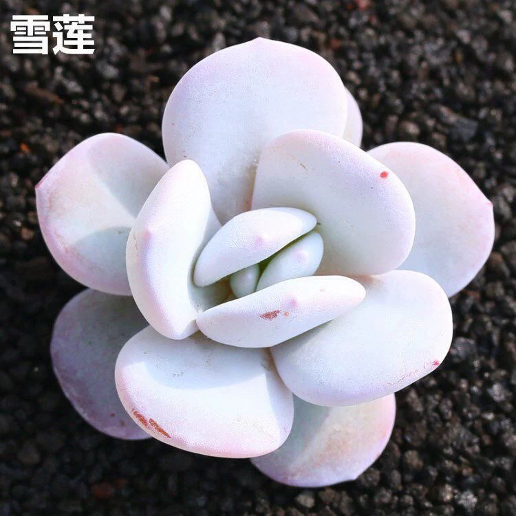 雪莲多肉植物粉白色萌肉好养可净化空气办公室阳台盆栽