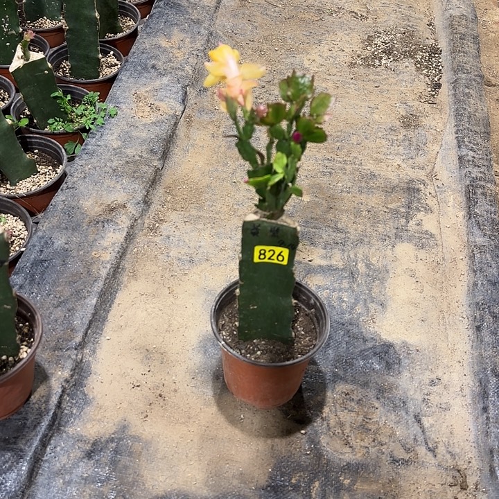 826嫁接蟹爪兰：黄紫双色