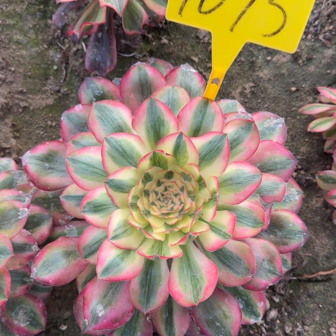 4075---爱丽丝多头多肉