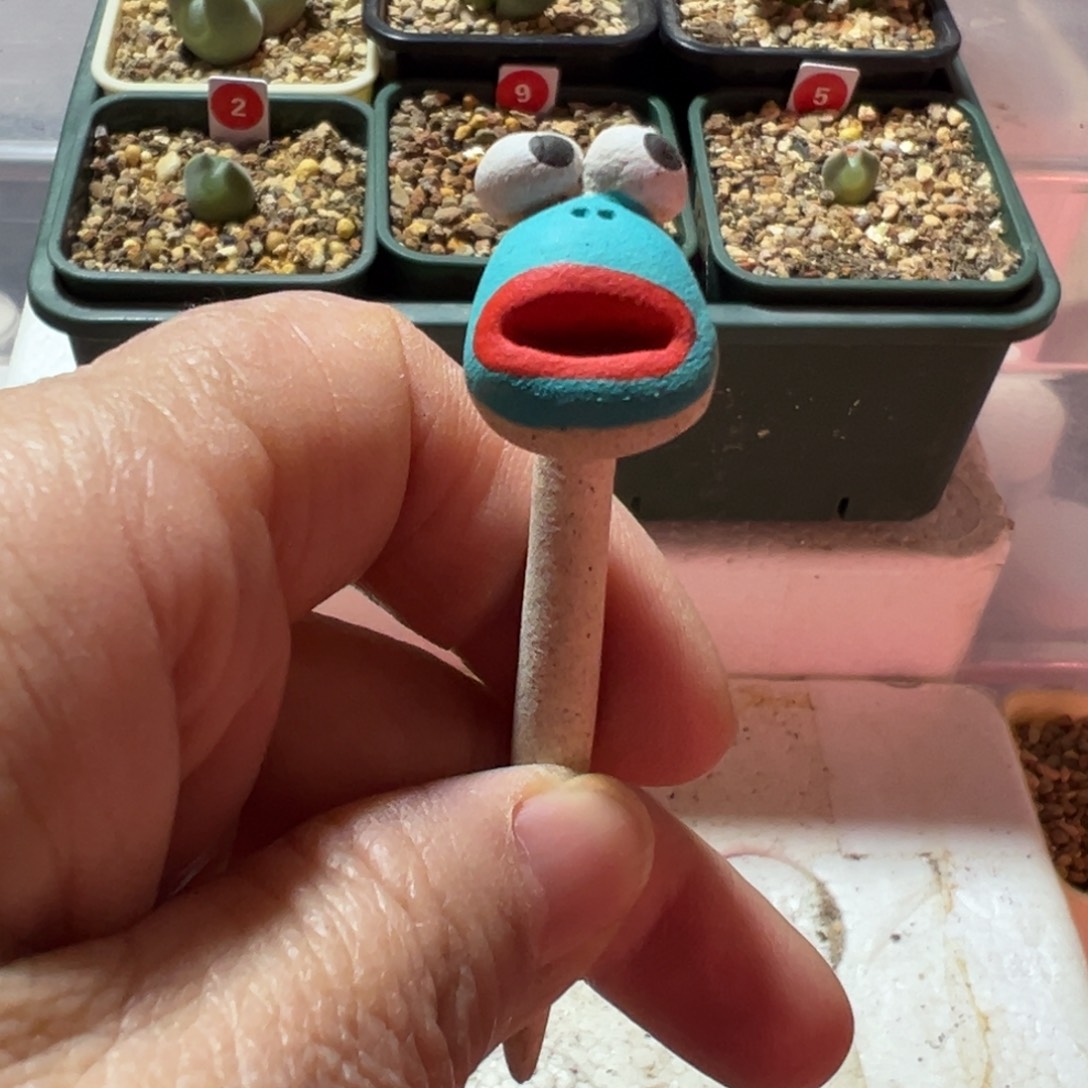 韩国进口多肉盆插