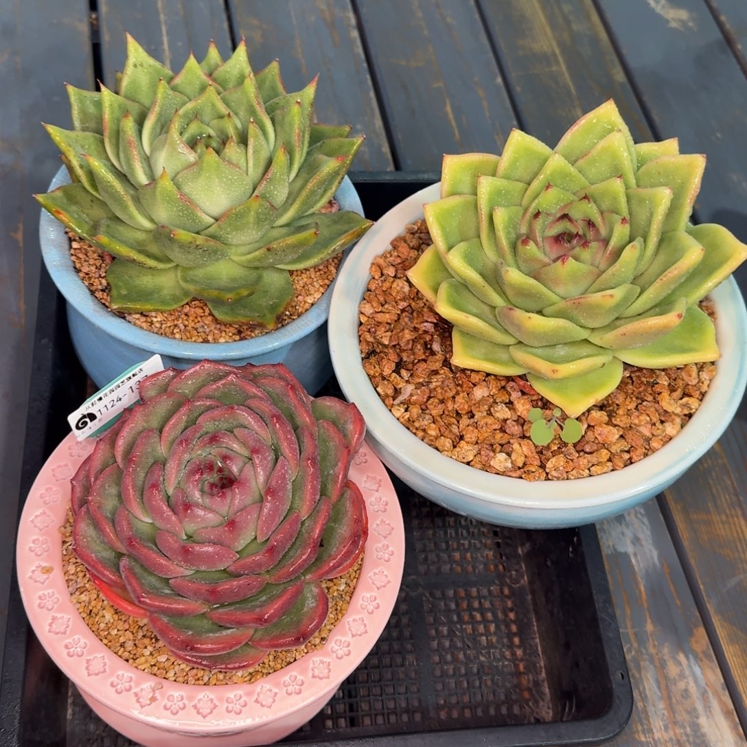 拾***@从前慢多肉精选编号1124.137