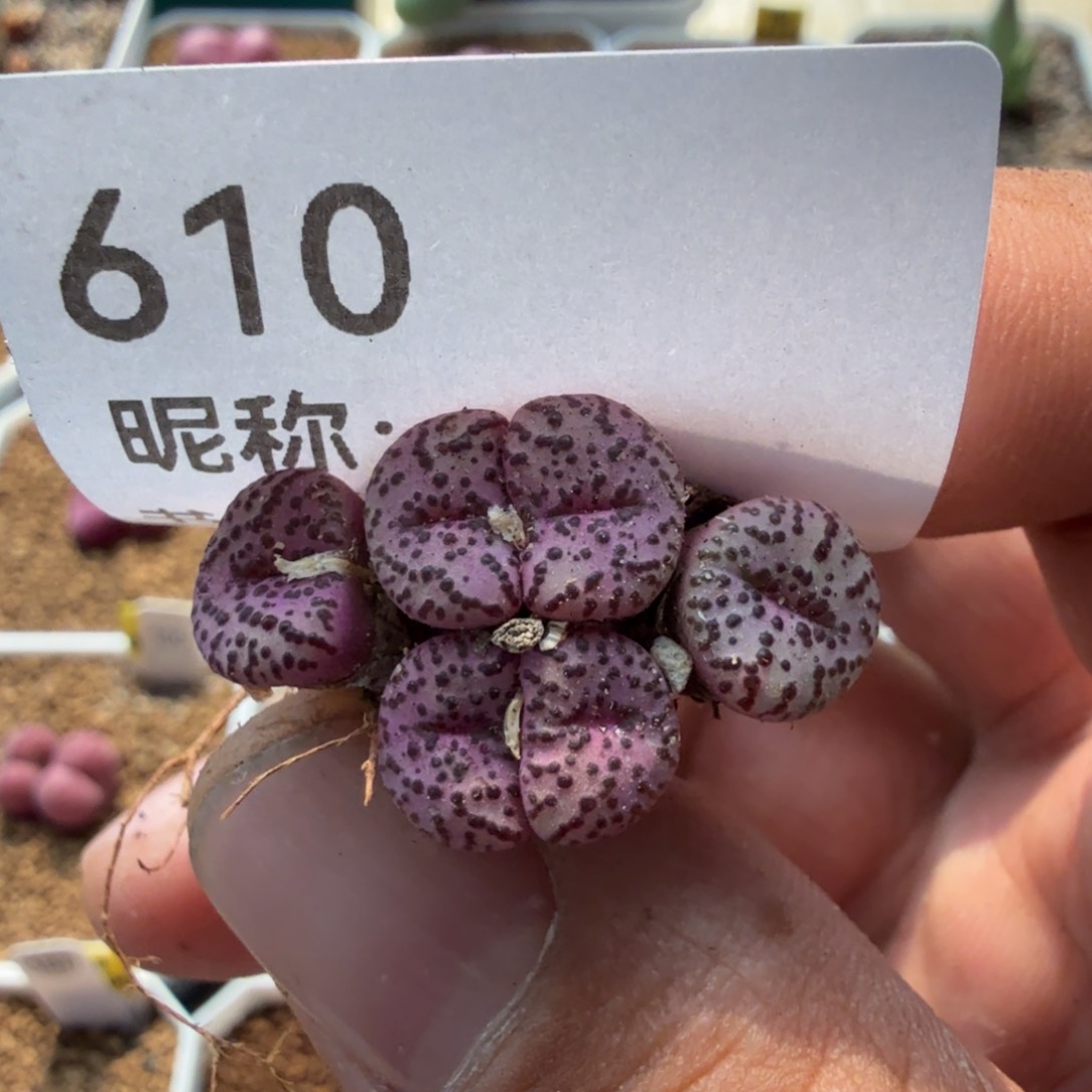 多肉植物多肉植物多肉植物