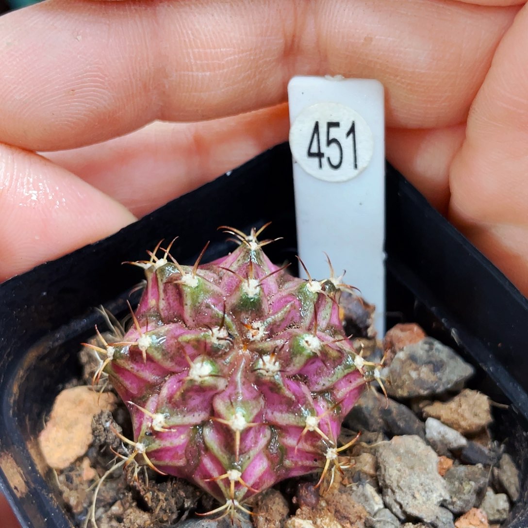 非偏远地区满25包邮仙人球