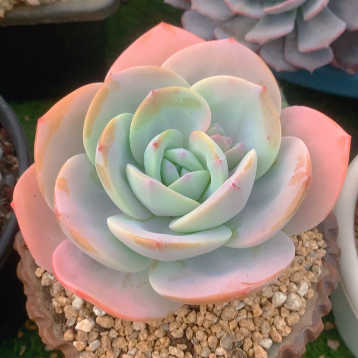 多肉乐园精品奶茶