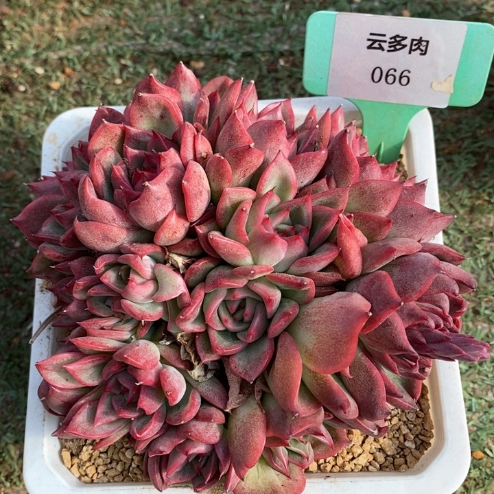 D066- 直播福利 捧花