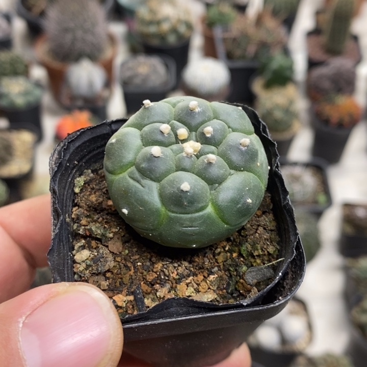 龟甲兜实生特价福利