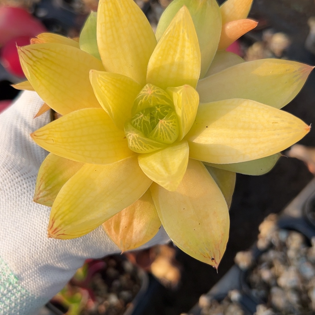 黄金菊杜呃呃呃呃呃呃呃