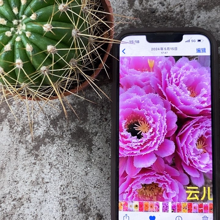 云儿毛花，4-7公分左右