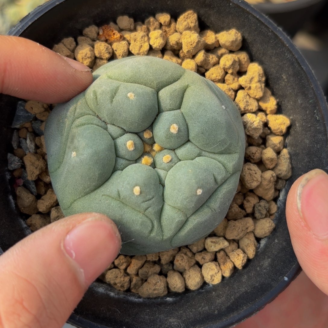 日系古田G g g g g g g