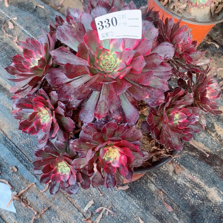 多肉植物烟花330